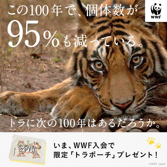 トラに次の100年はあるだろうか。_WWF 世界自然保護基金